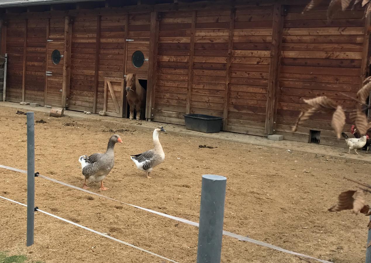 Farma Noe Brezina (Slapanice, Brno-Country)